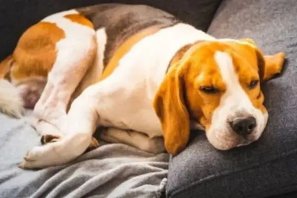brachycephalic dog breeds dog breath heavy
